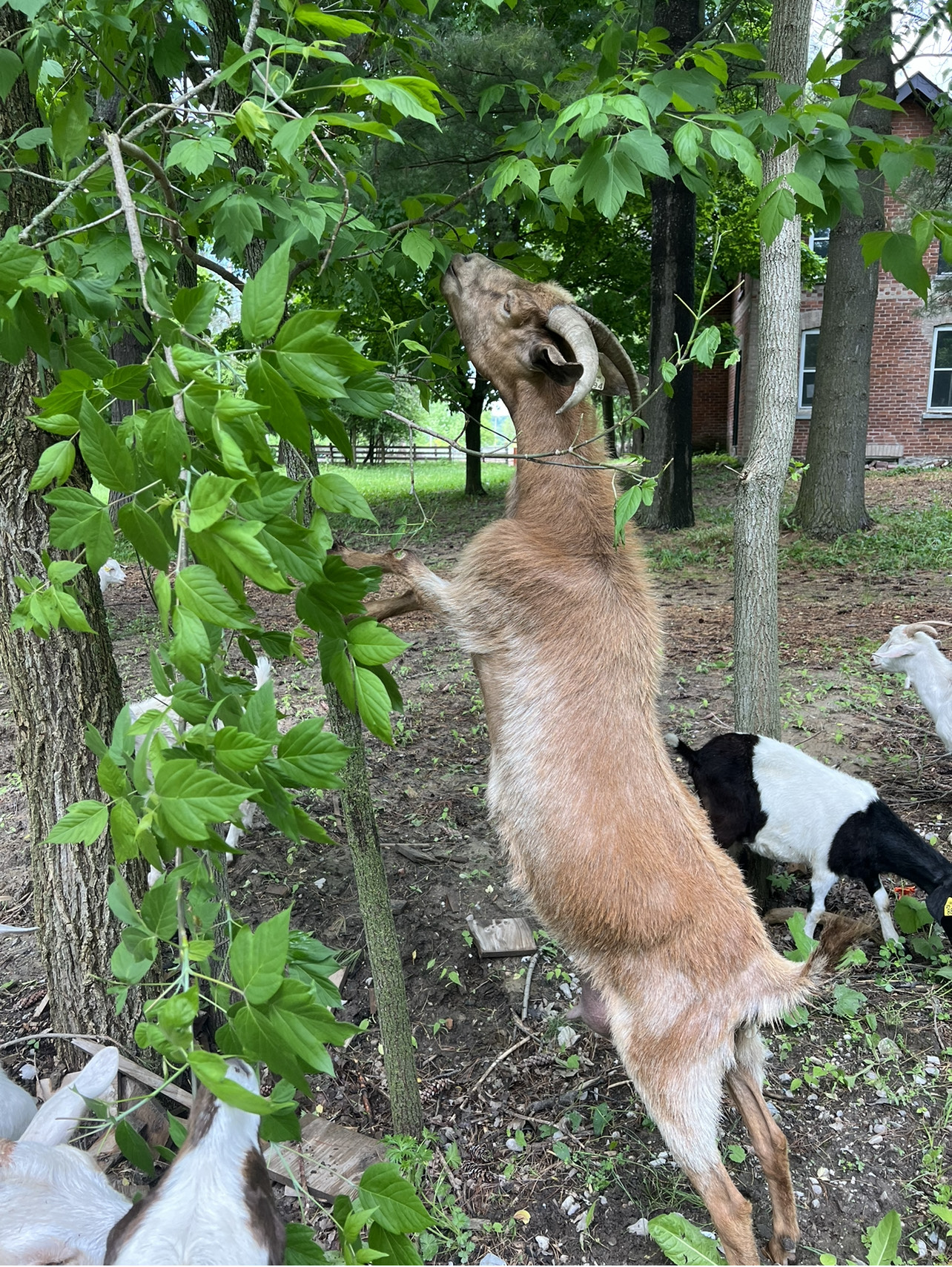 Family with grazing goats