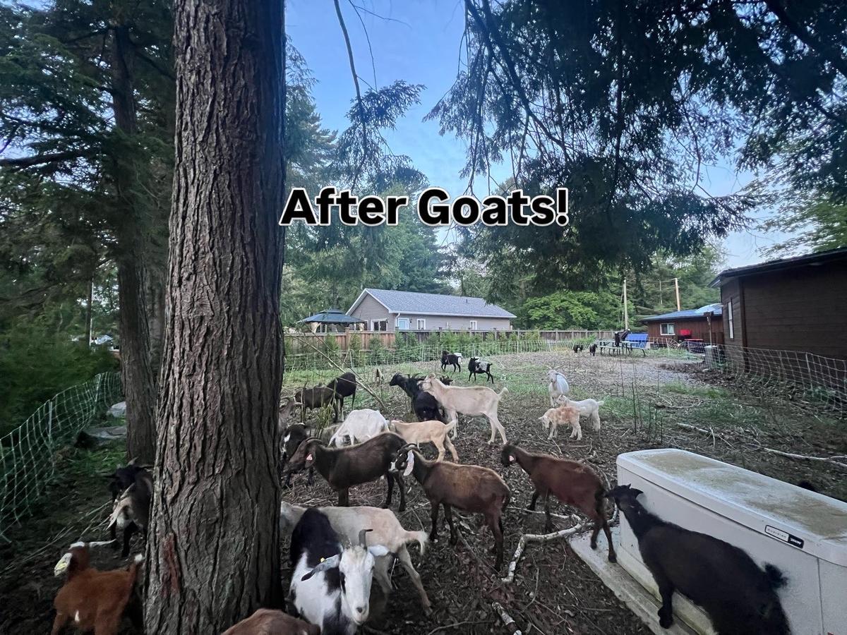 After goats: the same Simcoe County yard cleared back to open ground, with the herd still at work behind the fencing