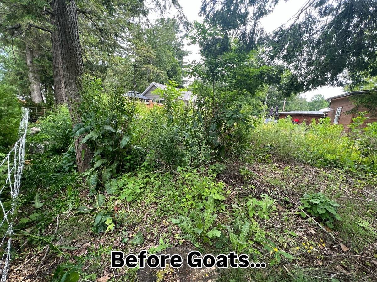 Before goats: an overgrown fence line and yard buried in brush and weeds at a Simcoe County property
